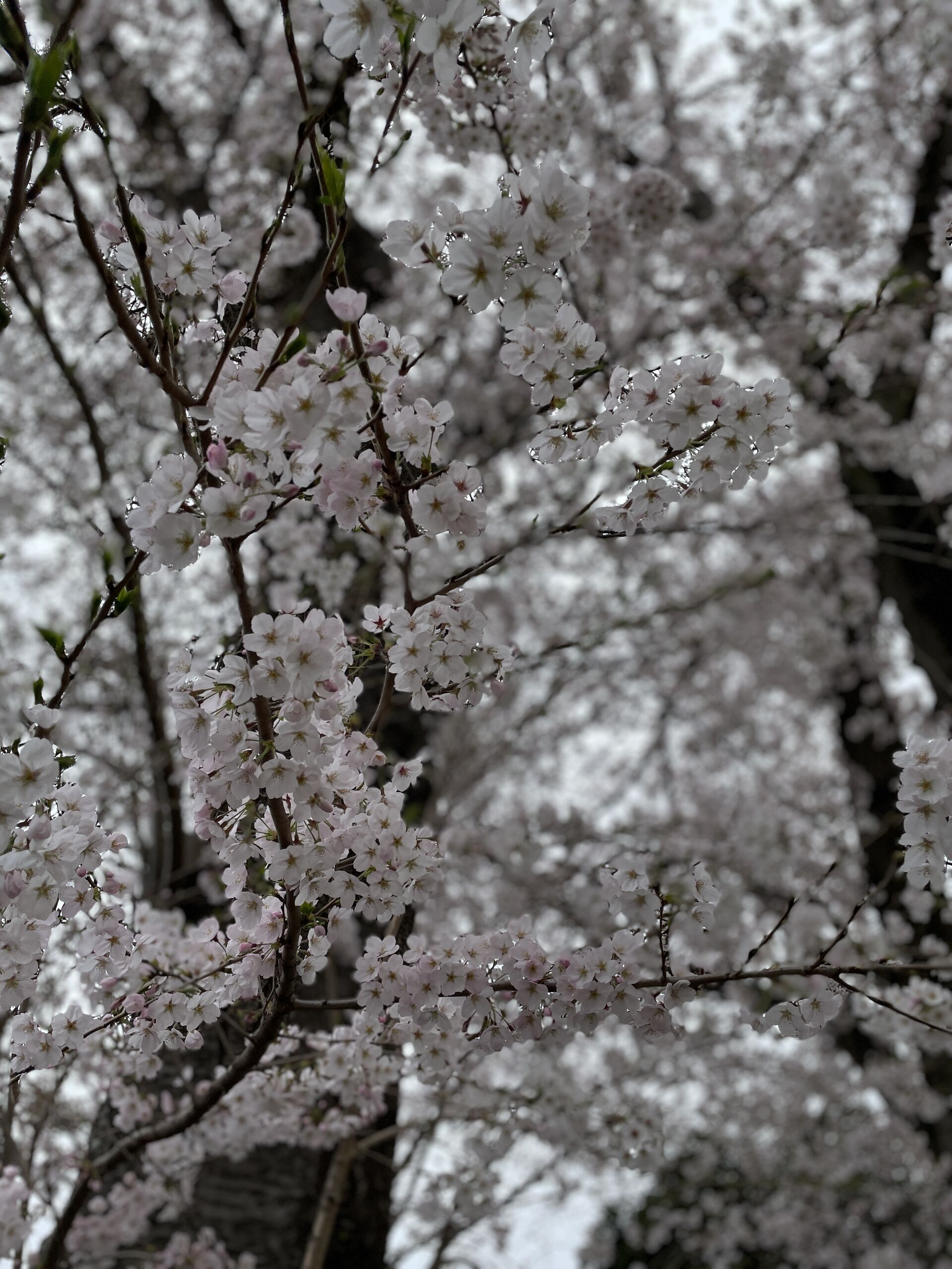 C3B515FF-59C6-44A2-9A70-0D383FEE72E7